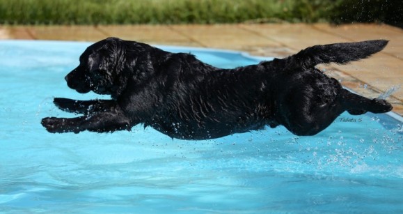 Post Blog Bicame Labs: Labradors: Talented Swimmers
