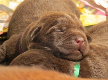 Galeria de Imagens: Filhotes de Labradores Retrievers do Bicame Labs
