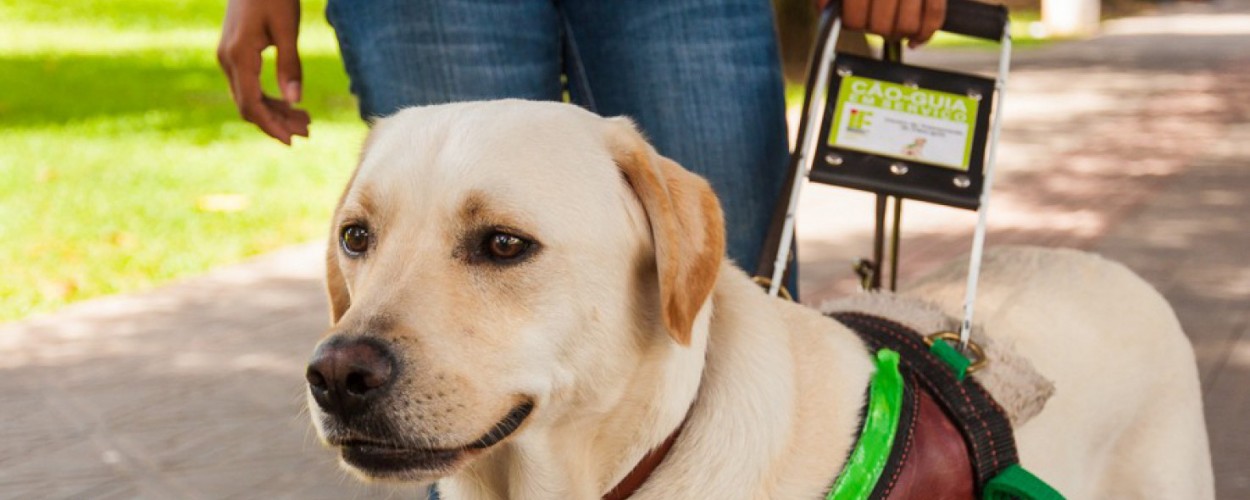 Post Blog Bicame Labs: Labradores são ótimos cães guia