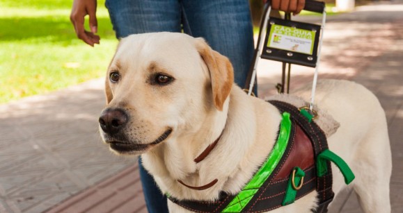 Post Blog Bicame Labs: Labradores são ótimos cães guia